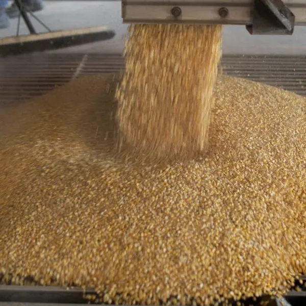 The screening scenario of the Starch Industry.